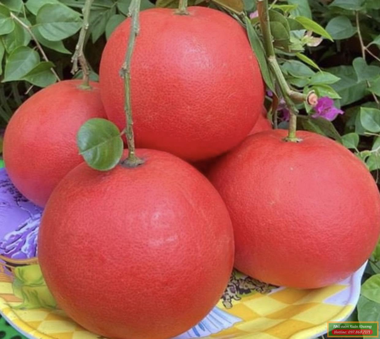 quả bưởi đỏ tiến vua (2)