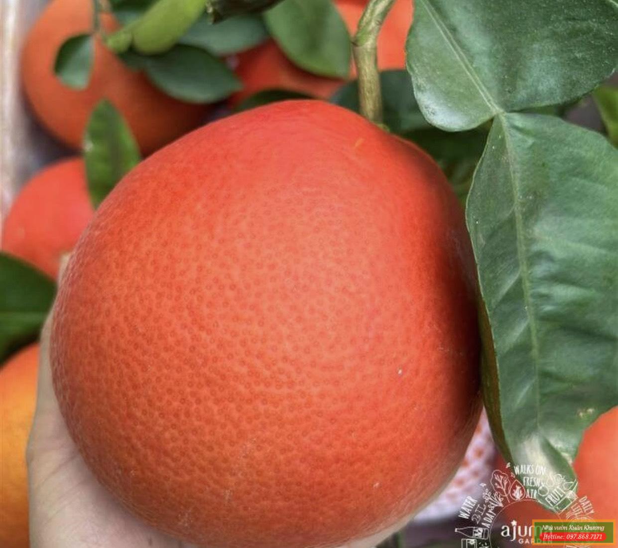 quả bưởi đỏ tiến vua luận văn thanh hóa