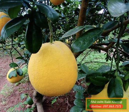 quả bưởi hương thái lan (2)