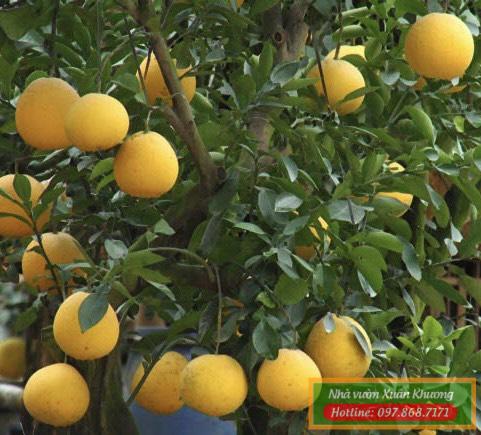 quả bưởi hương thái lan (4)