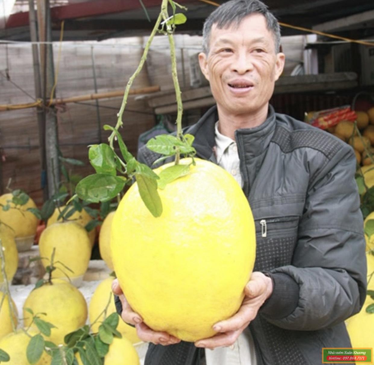 quả bưởi kỳ đà (1)