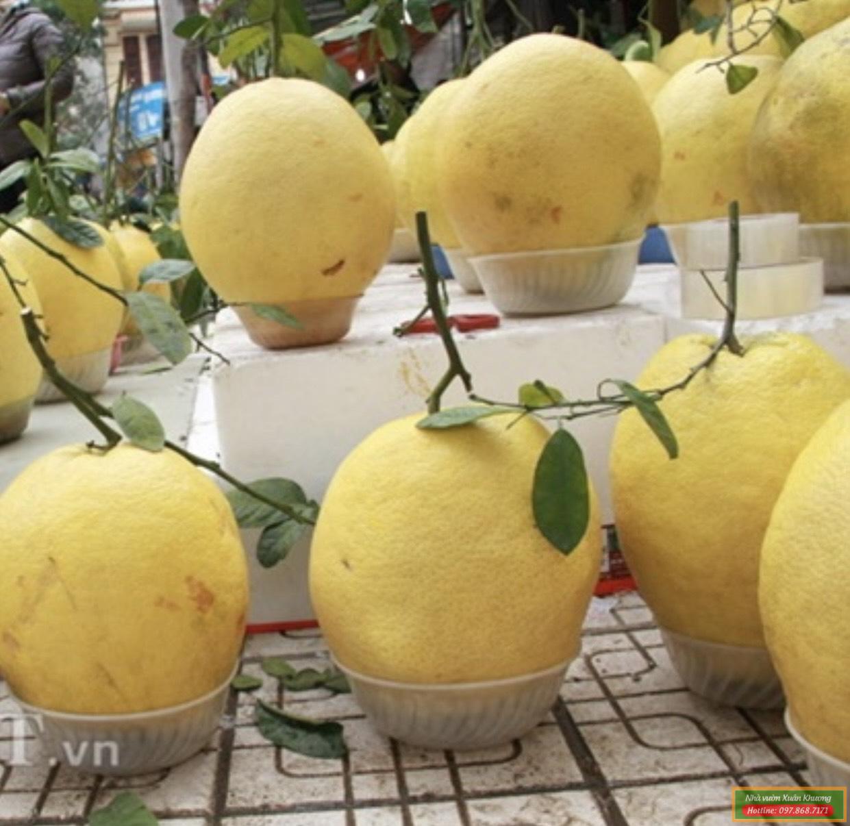 quả bưởi kỳ đà (2)