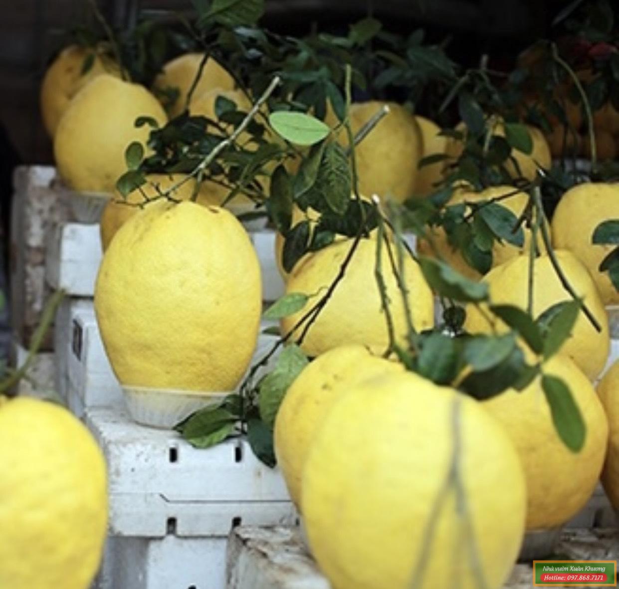 quả bưởi kỳ đà (3)