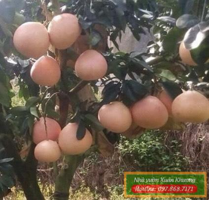 quả bưởi phúc kiến (2)