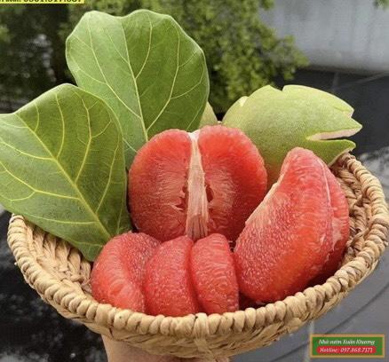 quả bưởi ruby (2)
