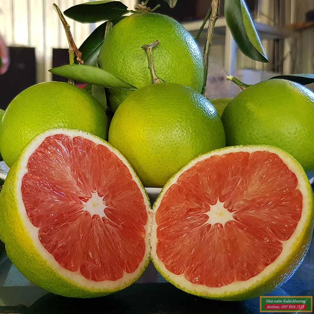 quả cam cara ruột đỏ (2)