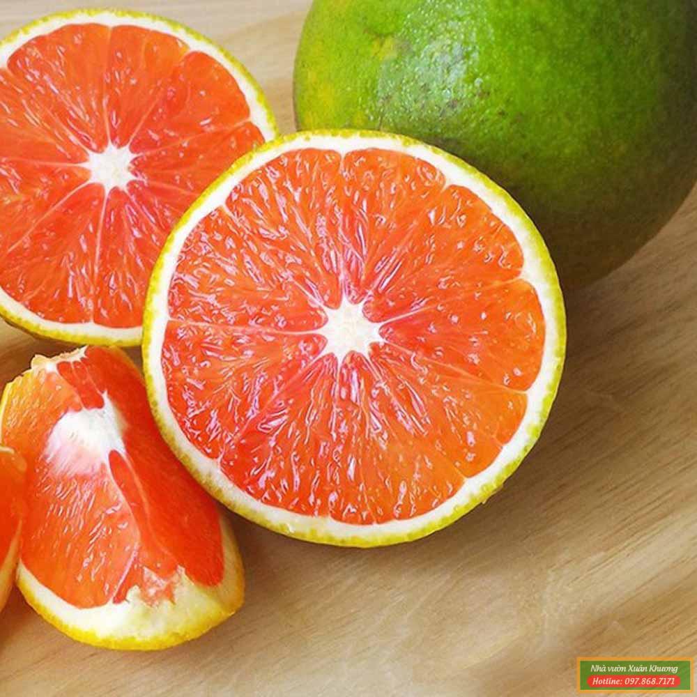 quả cam cara ruột đỏ
