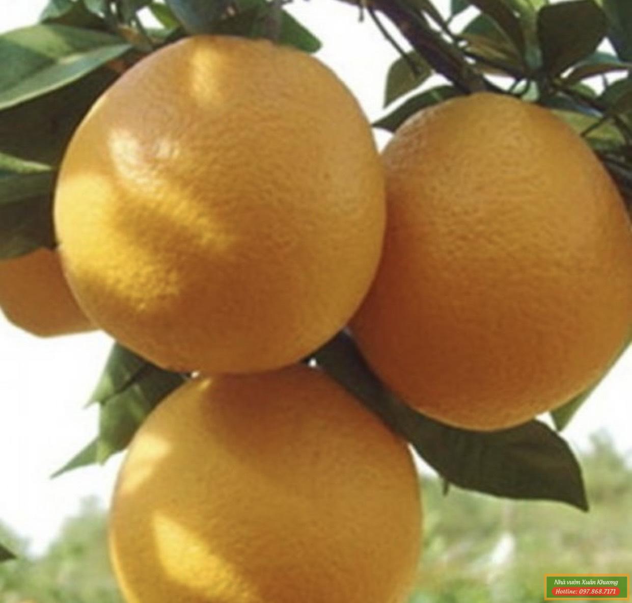quả cam chín muộn v2