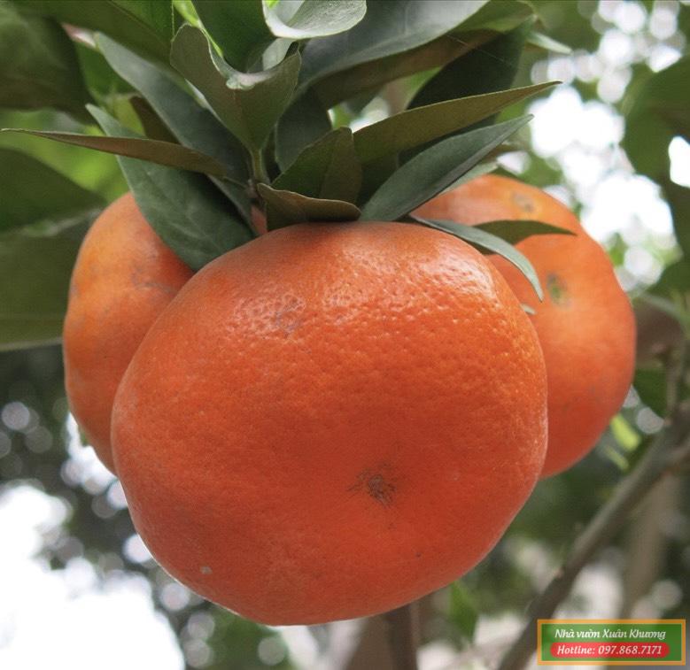 quả cam đường canh (1)