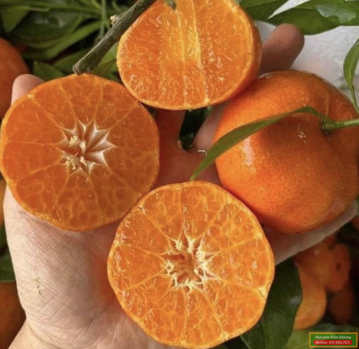 quả cam đường canh (2)