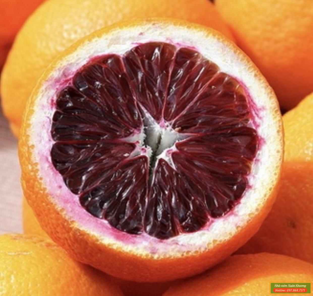 quả cam máu (2)
