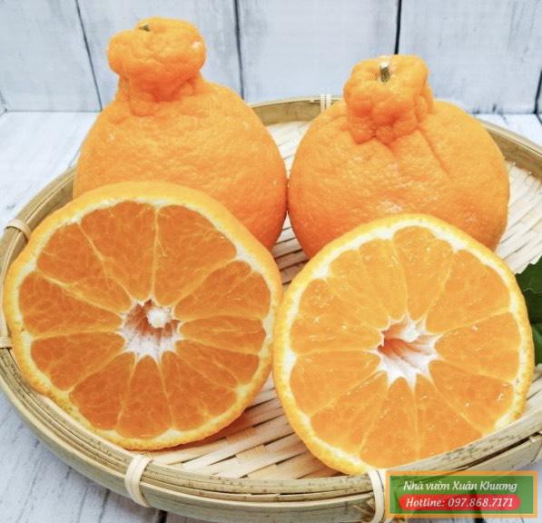 quả cam sumo nhật bản (3)