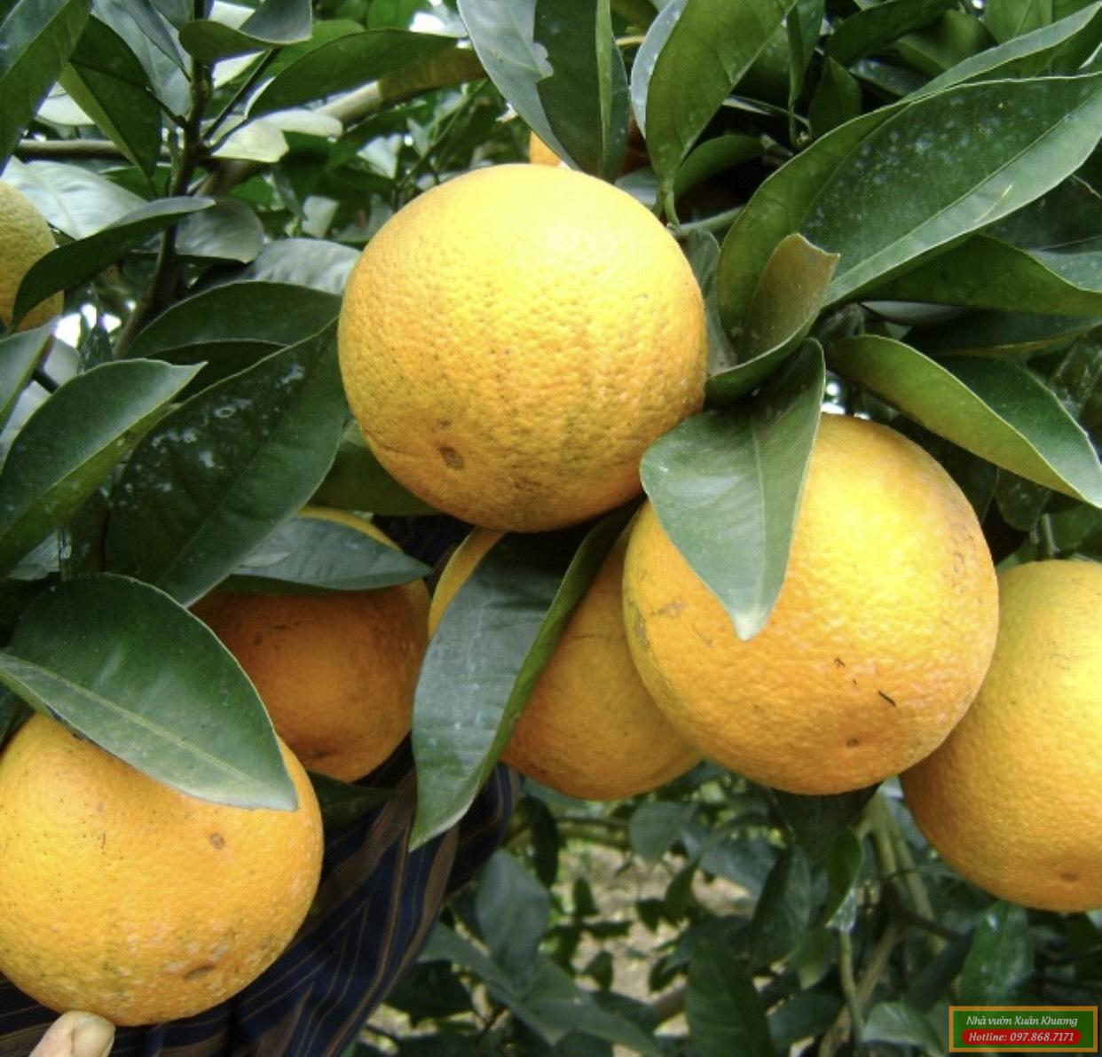quả cam vinh (3)