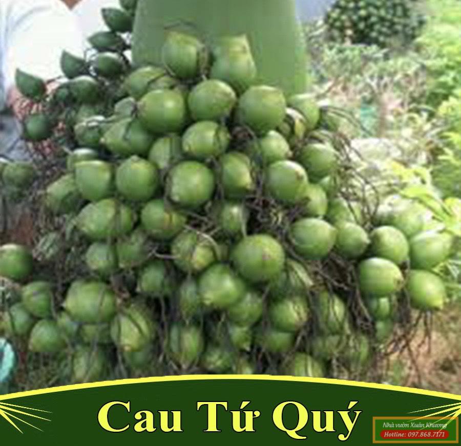 quả cau tứ quý (2)