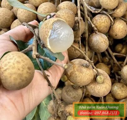 quả cây nhãn thái ido (1)