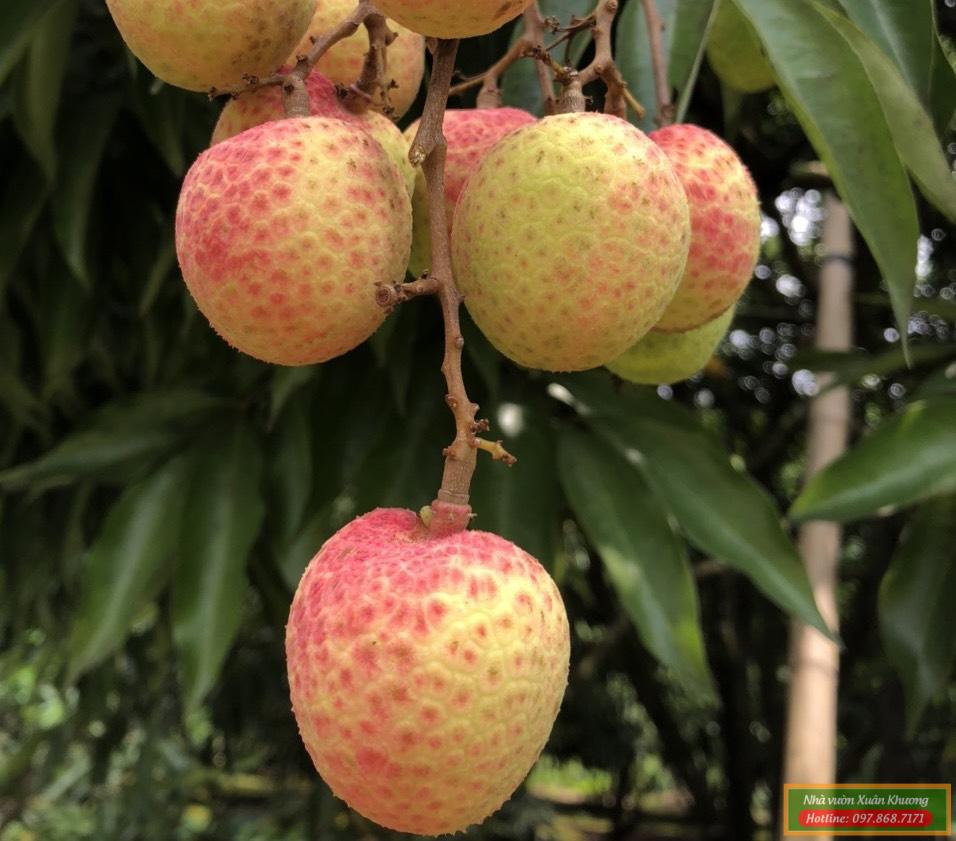 quả cây vải u trứng (1)