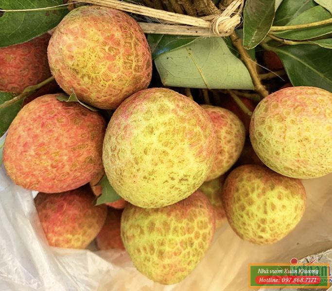 quả cây vải u trứng (2)