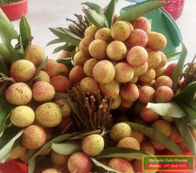 quả cây vải u trứng (3)