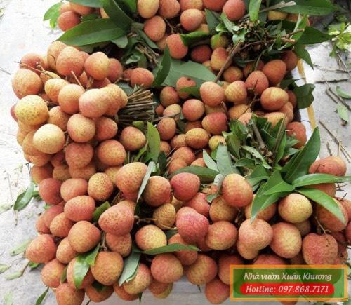 quả cây vải u trứng (4)