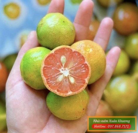 quả chanh đào (1)