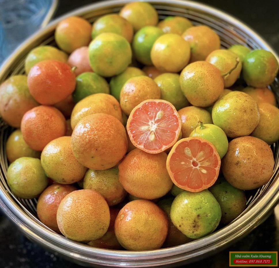 quả chanh đào (2)