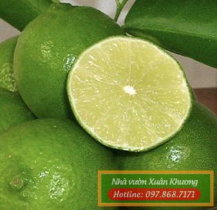 quả chanh không hạt (1)