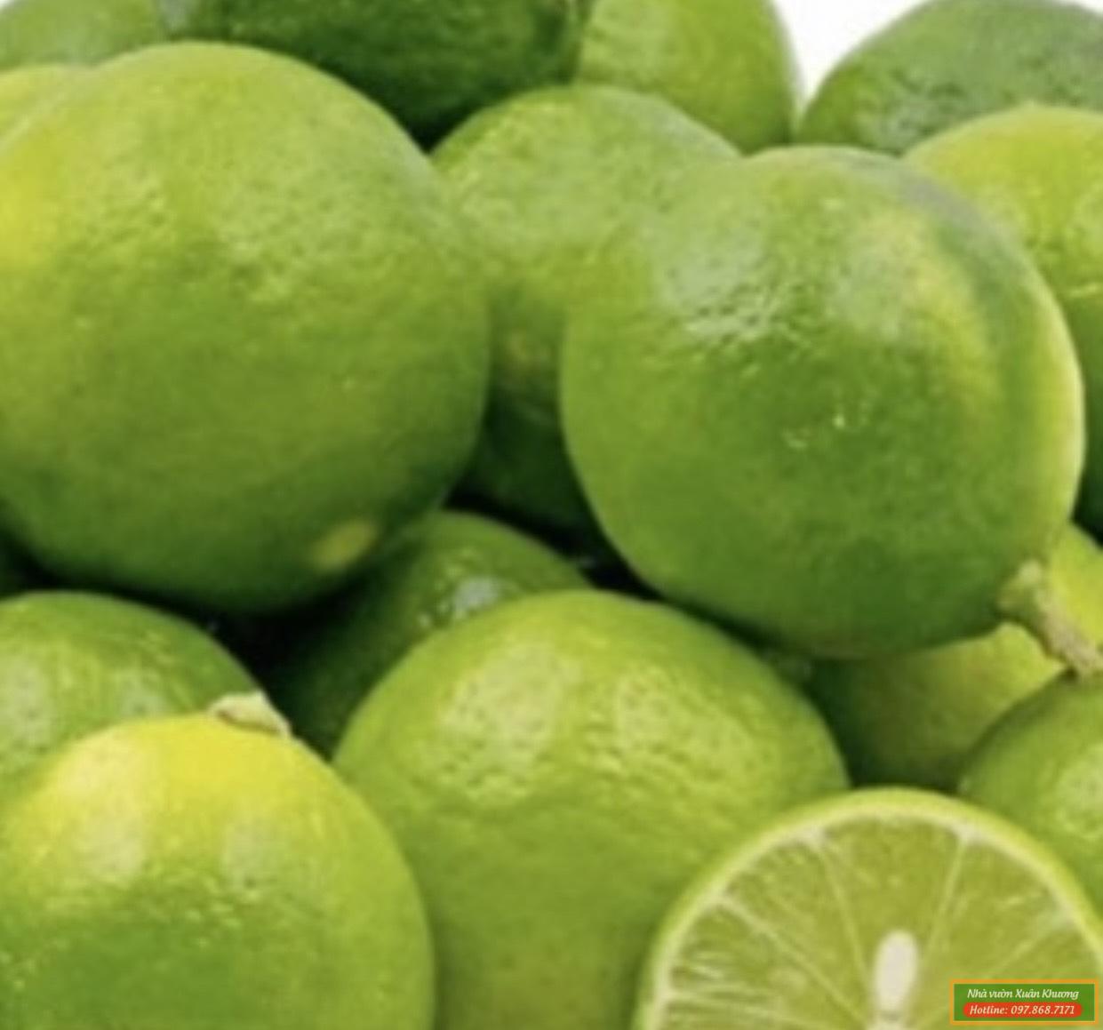 quả chanh không hạt