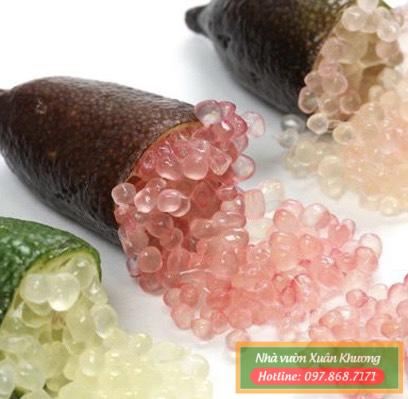 quả chanh ngón tay (2)