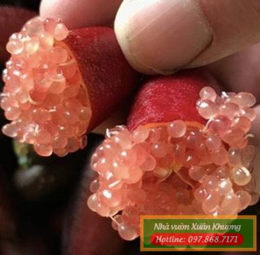 quả chanh ngón tay (3)