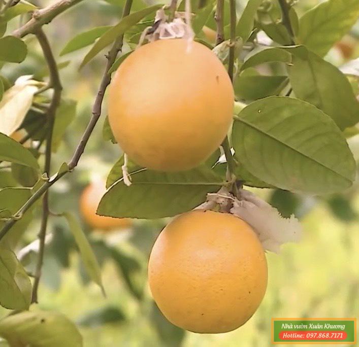 quả chanh vàng khổng lồ (1)