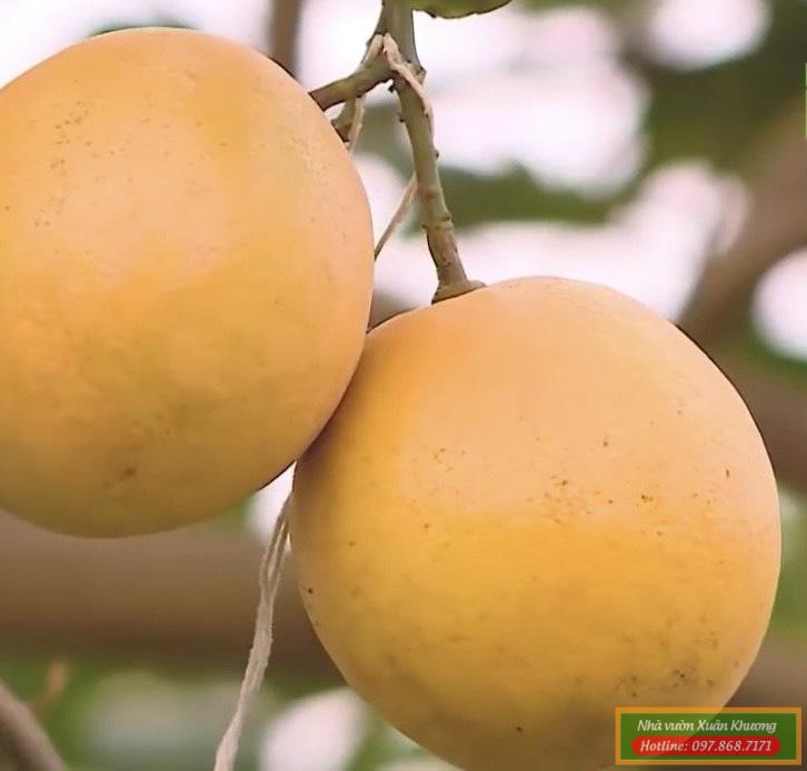 quả chanh vàng khổng lồ (2)