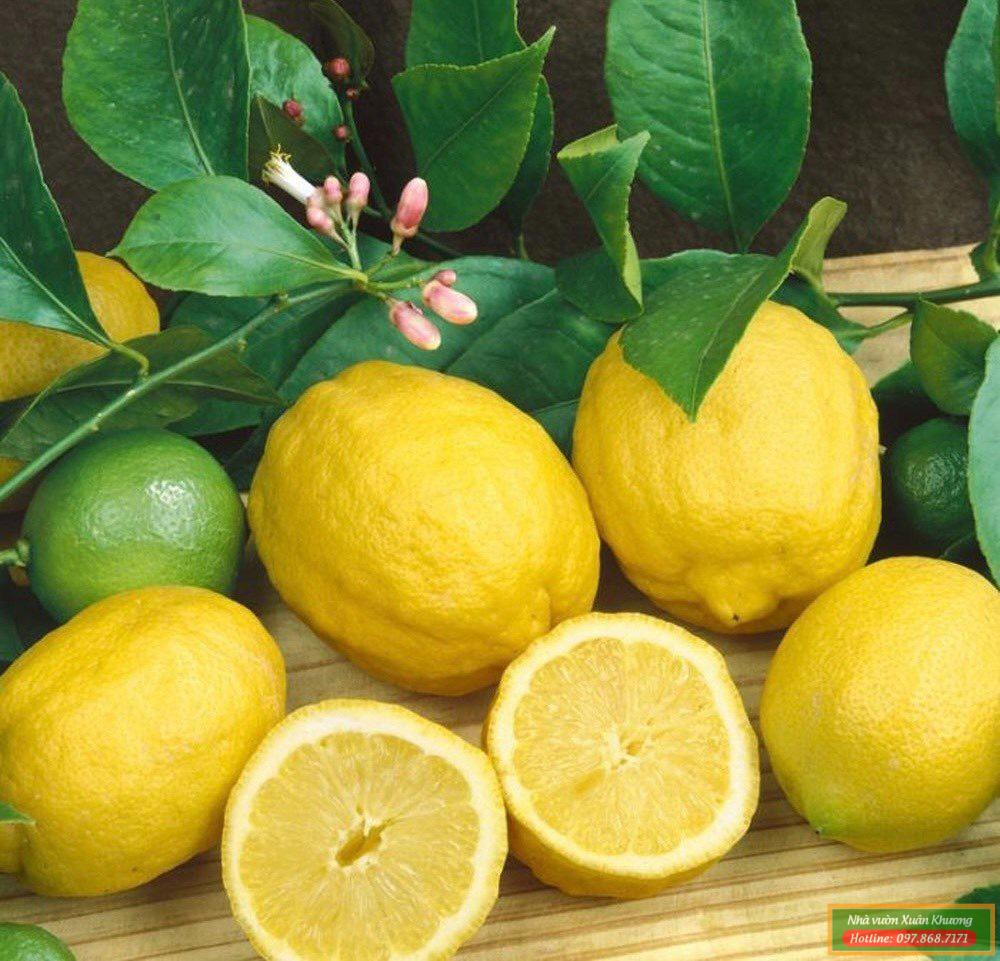 quả chanh vàng mỹ (1)