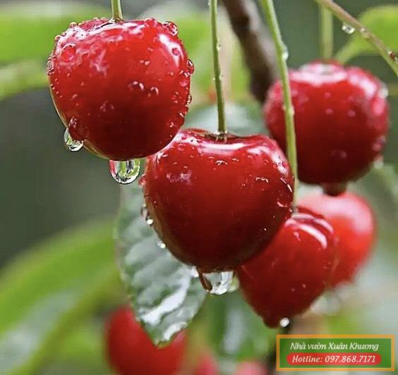 quả cherry anh đào mỹ (2)