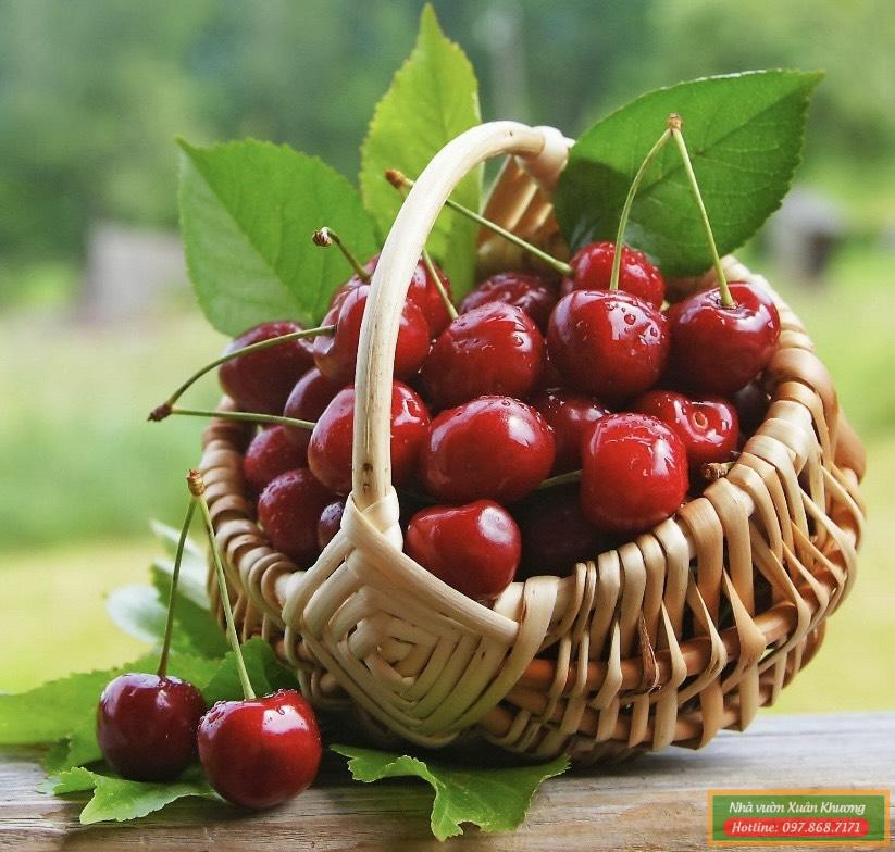 quả cherry anh đào mỹ (6)