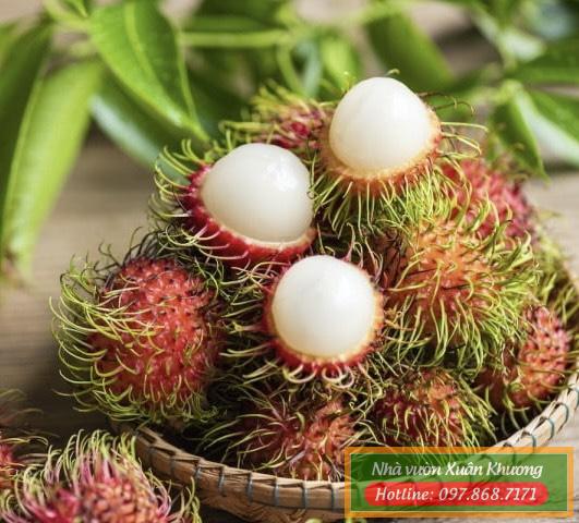 quả chôm chôm (1)