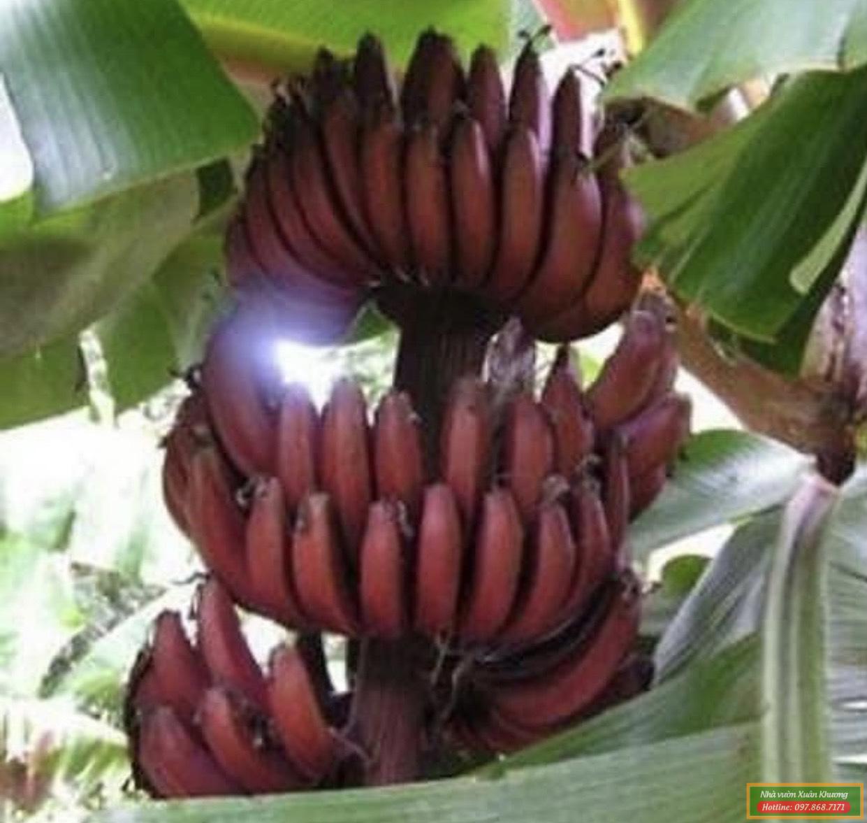 quả chuối đỏ dacca (2)