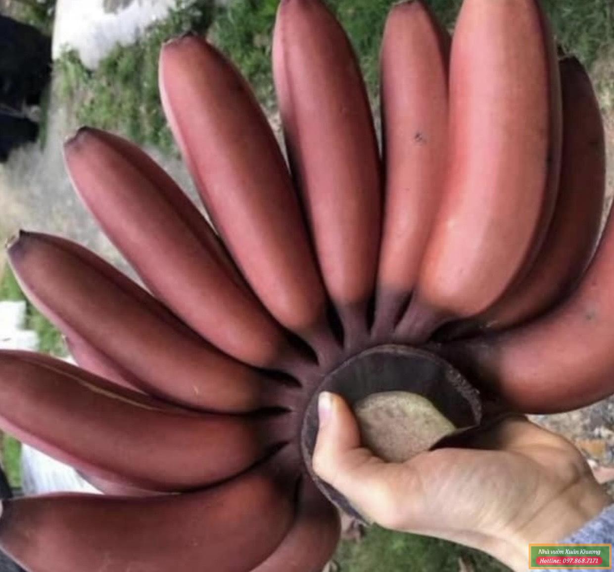 quả chuối đỏ dacca (3)