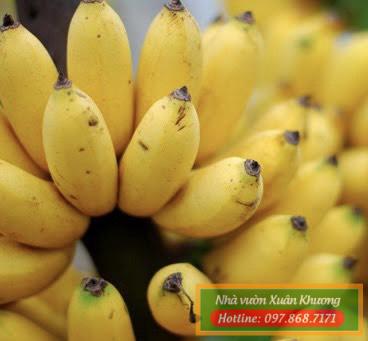 quả chuối tây thái chín