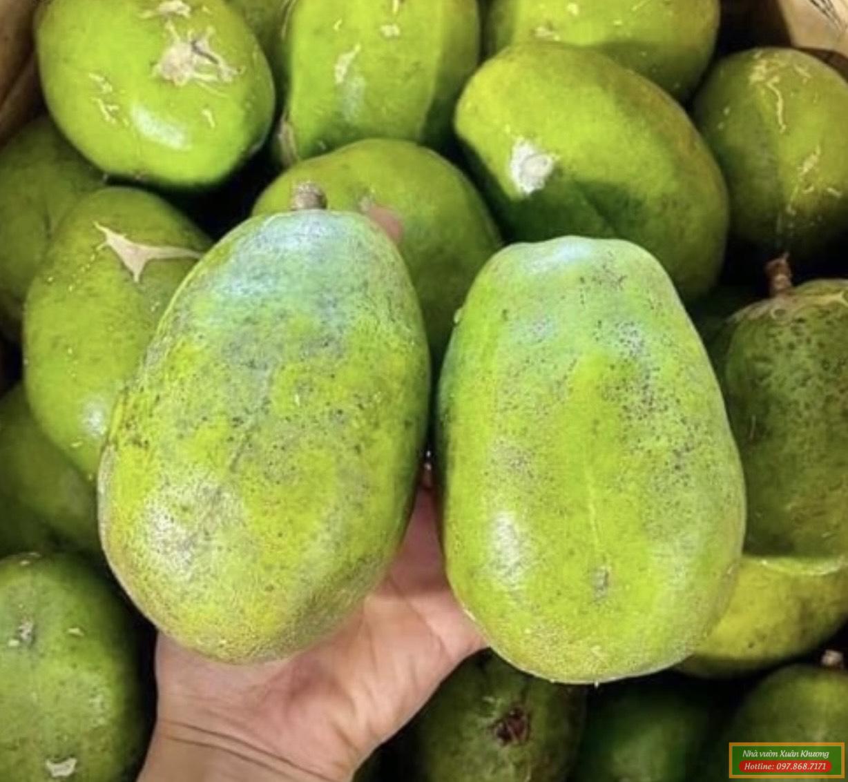 quả cóc thái (2)