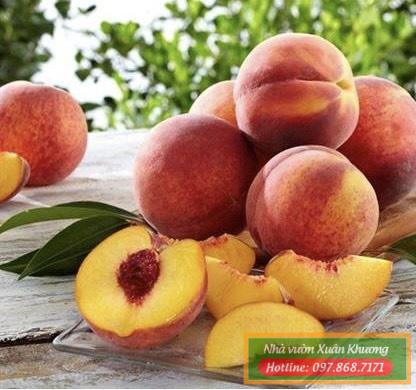 quả đào tiên chịu nhiệt nhật bản (2)