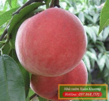 quả đào tiên chịu nhiệt nhật bản (3)