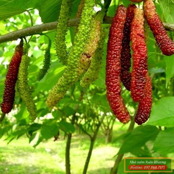 quả dâu quả dài đài loan (2)