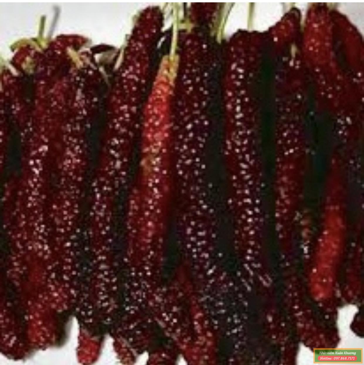 quả dâu quả dài đài loan (3)