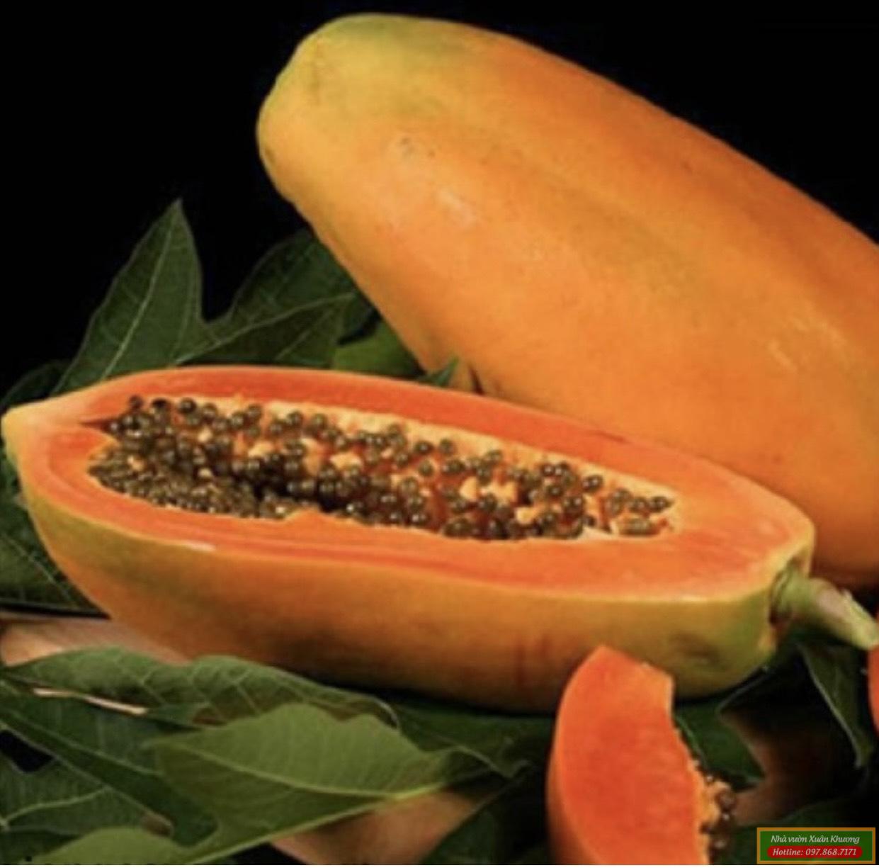 quả đu đủ đài loan