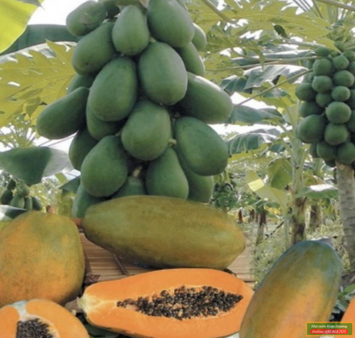 quả đu đủ thái lan