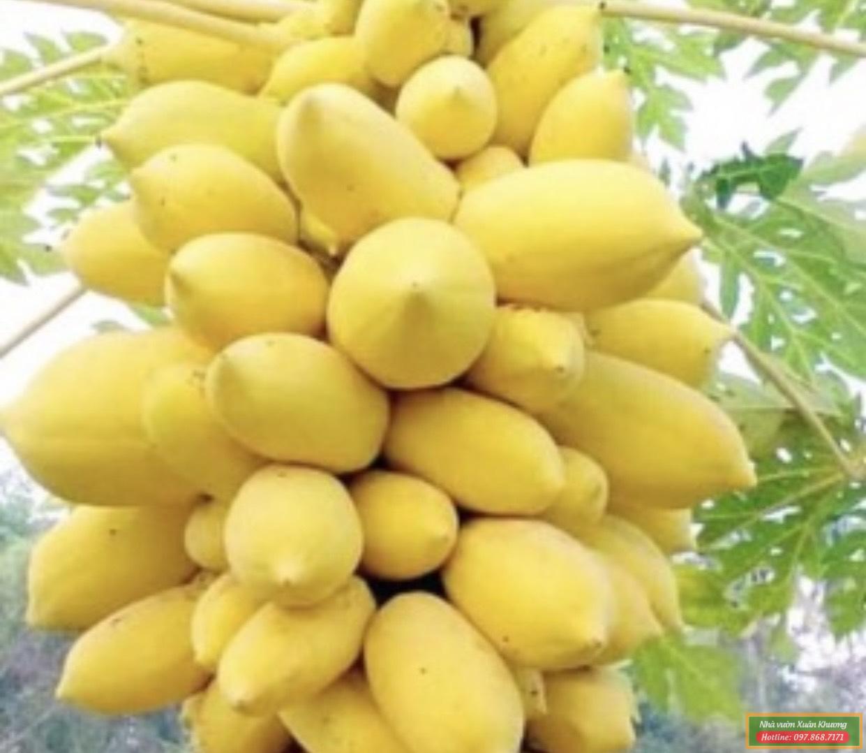 quả đu đủ vàng