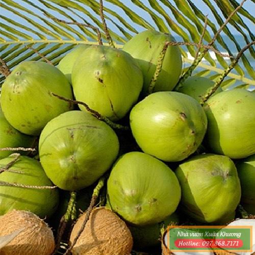 quả dừa dứa (1)