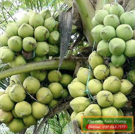 quả dừa dứa (2)