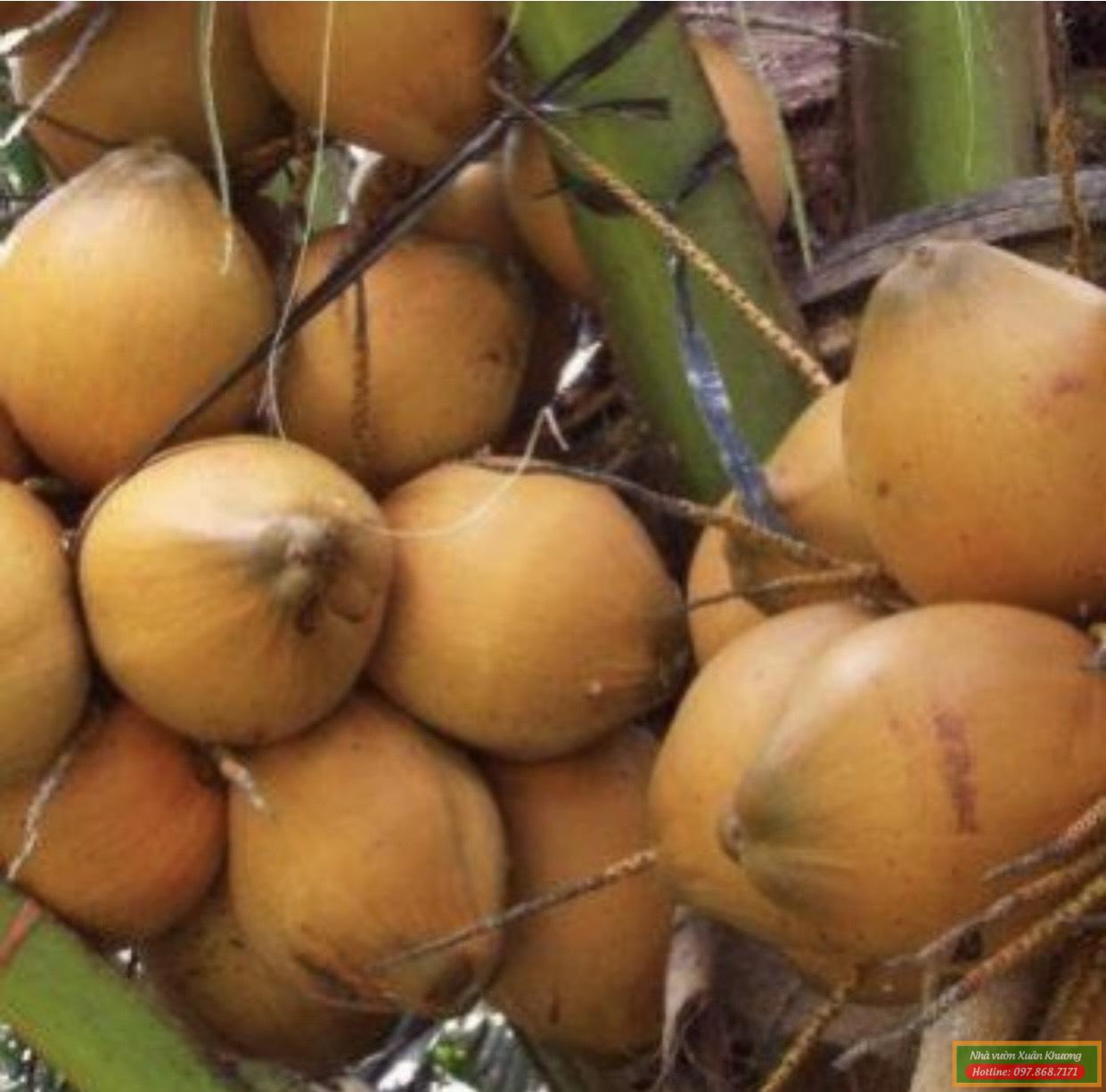 quả dừa xiêm đỏ lùn (1)