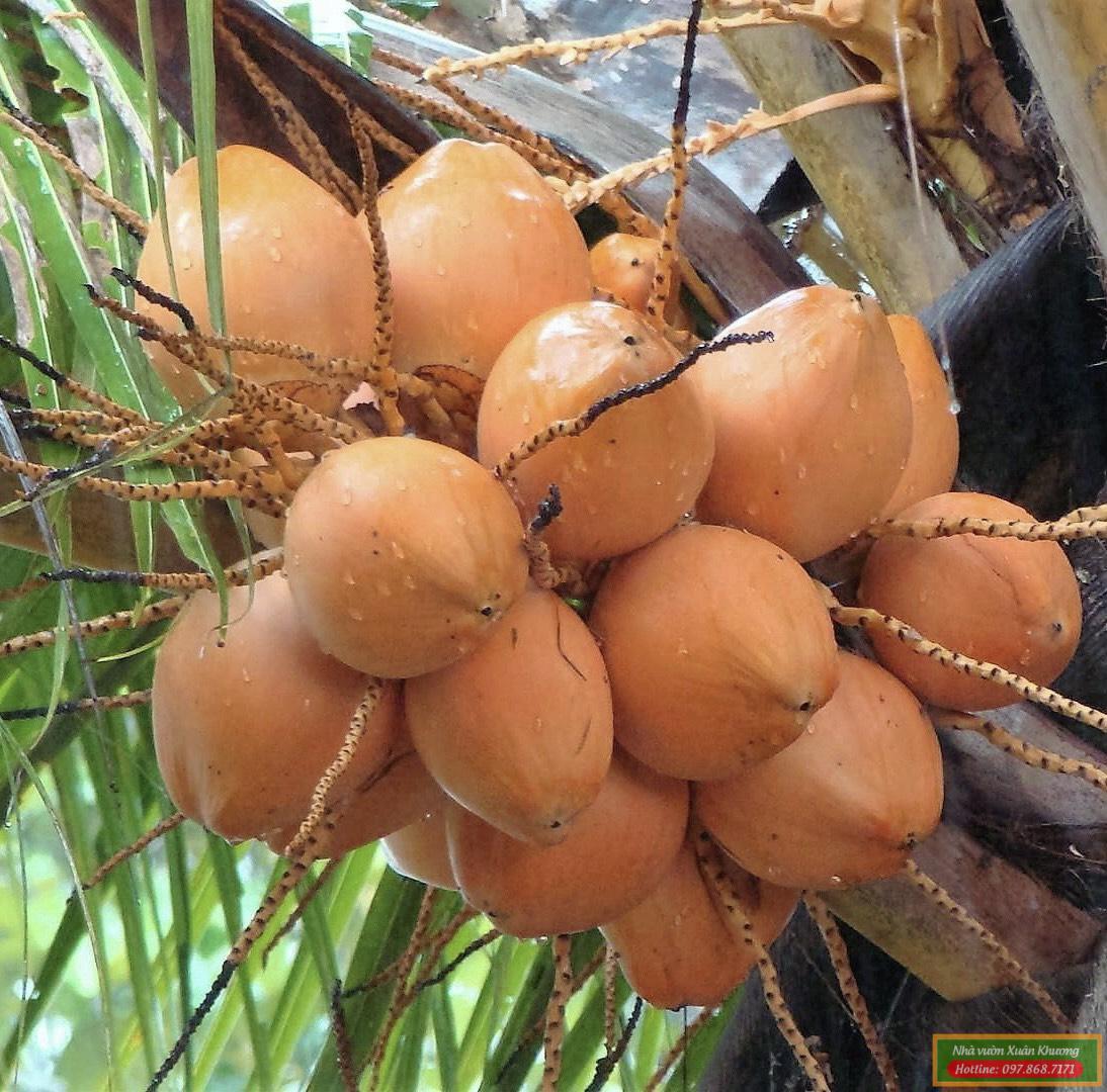 quả dừa xiêm đỏ lùn (2)